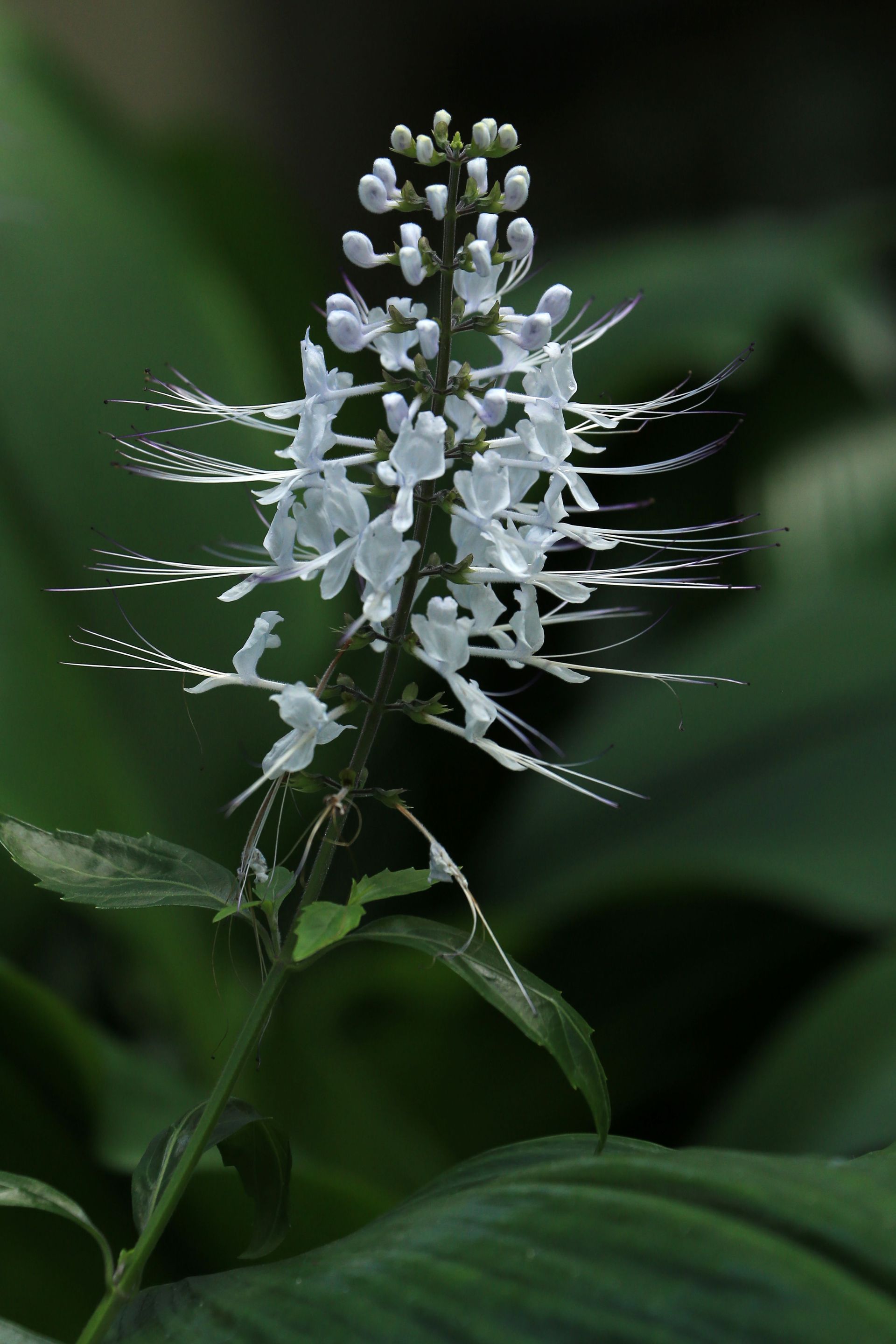 Épi de fleur blanche aux longues étamines sur fond de feuilles vert foncé