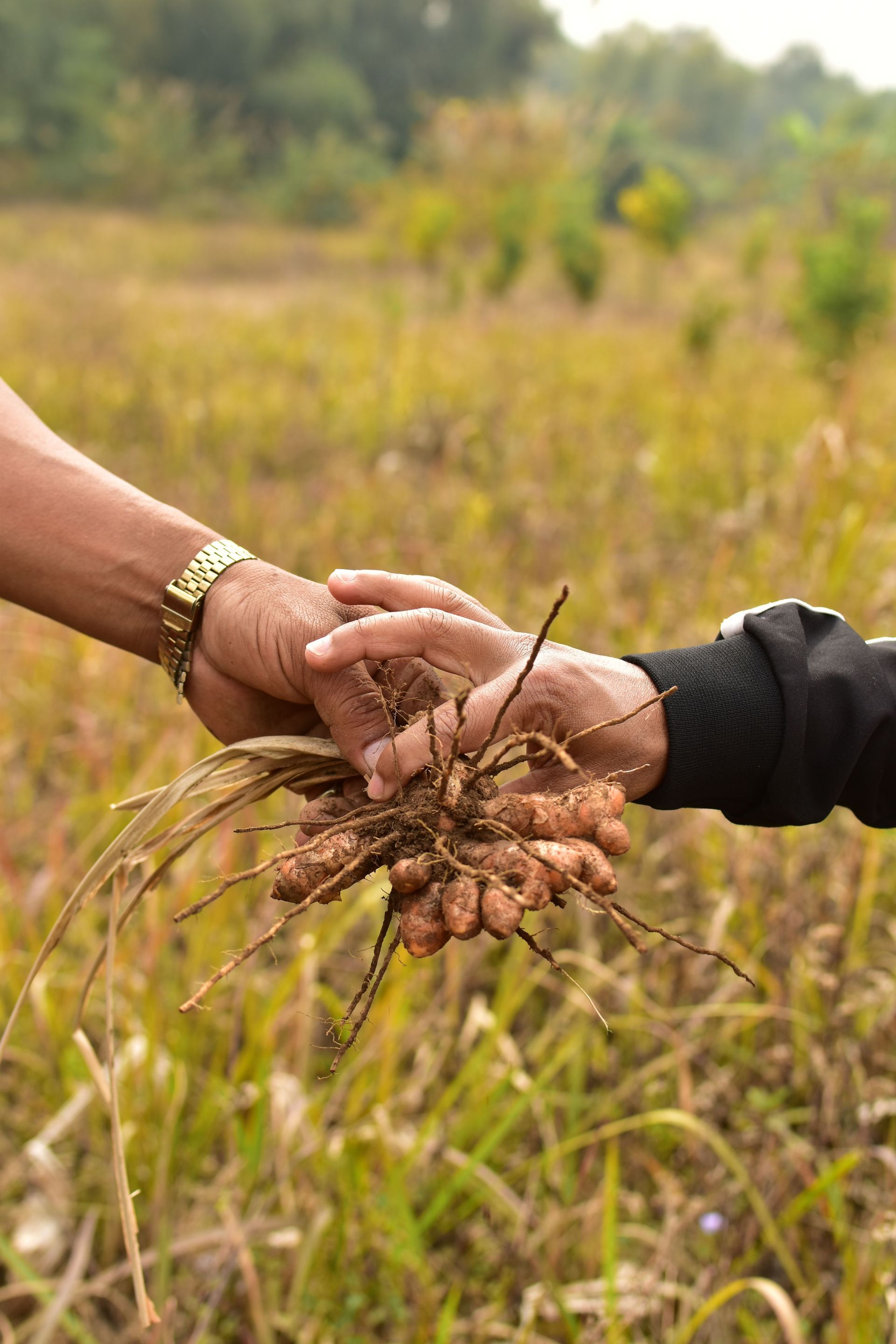 Mains tenant une plante fraîchement arrachée avec ses racines et de la terre