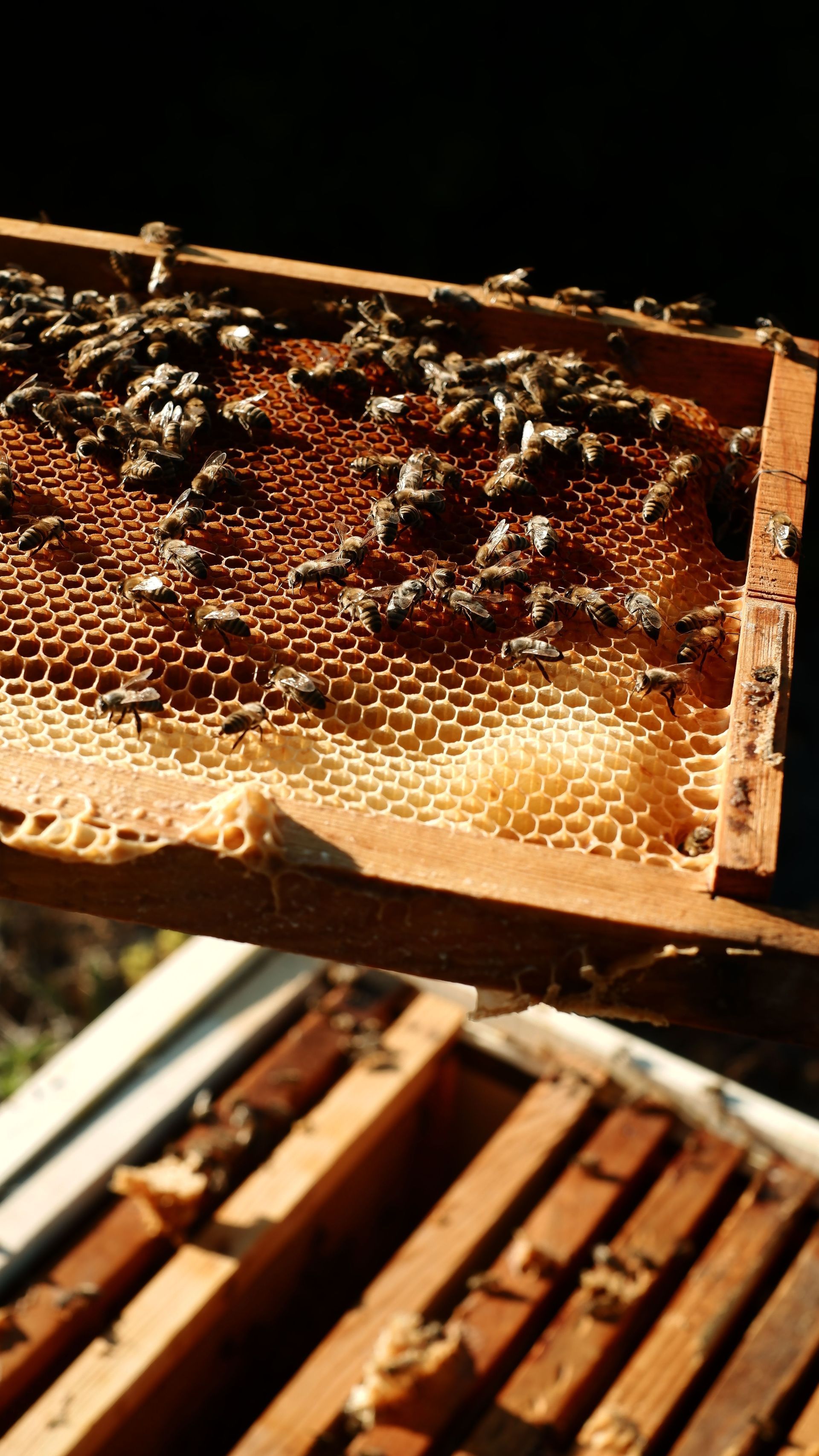 transformationen propolis