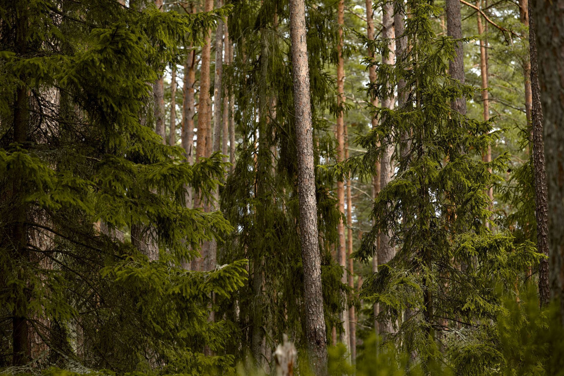 Forêt dense de conifères avec de grands arbres et un sous-bois verdoyant