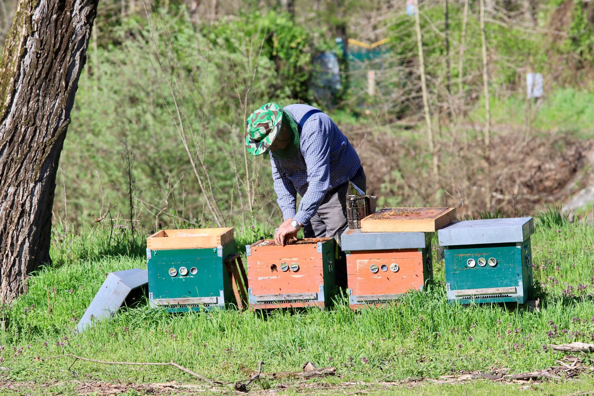 Apiculteur installant plusieurs ruches colorées dans un rucher