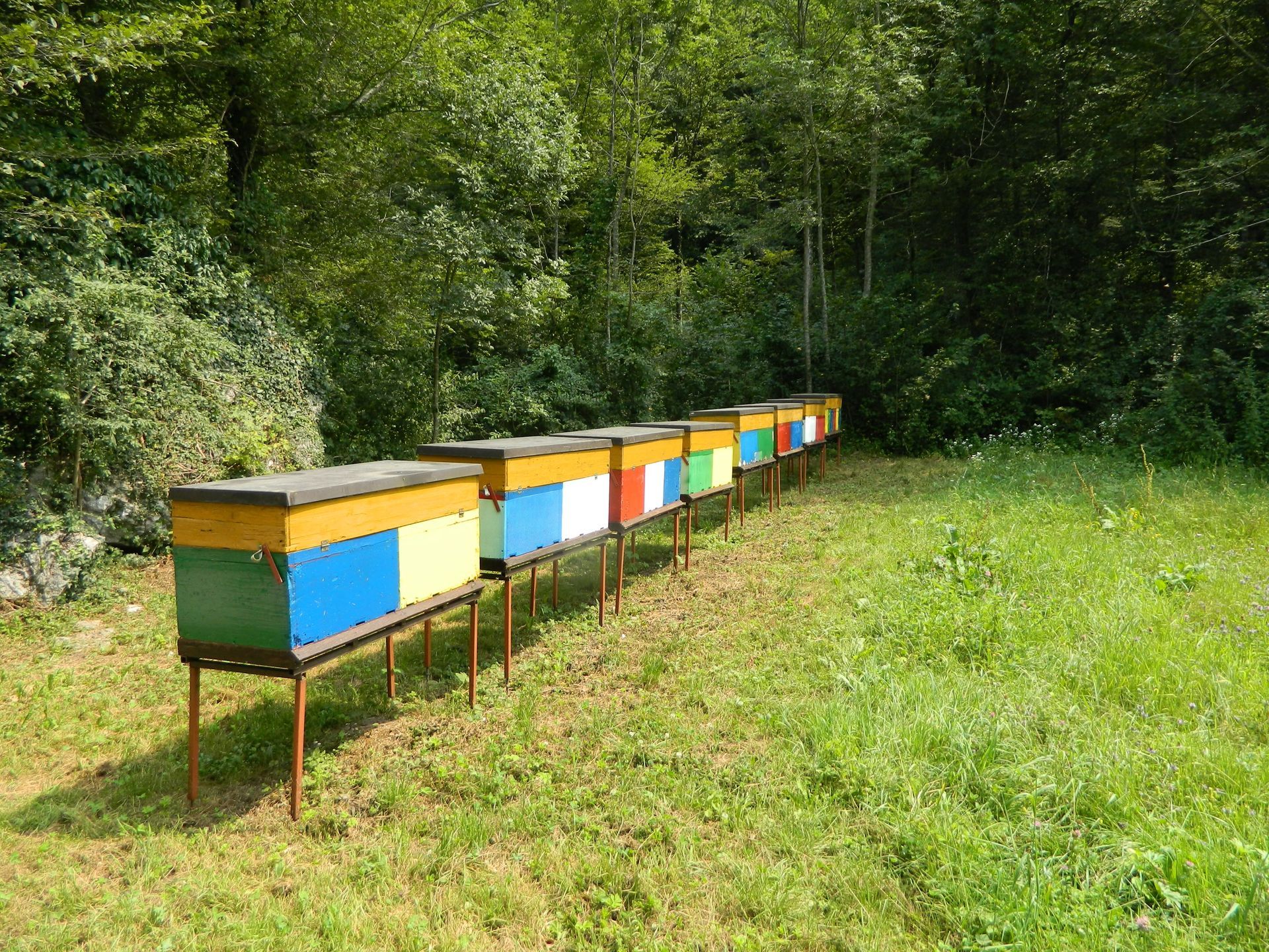 Une rangée de ruches colorées dans une clairière herbeuse à côté d'une zone boisée
