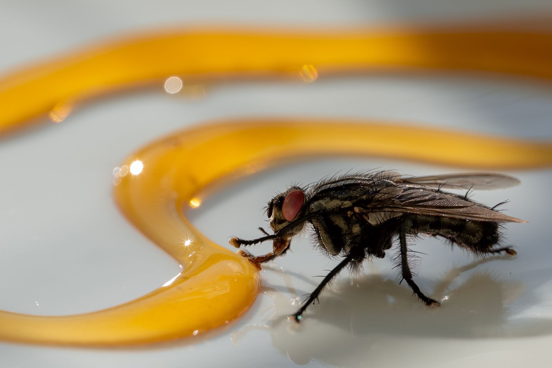 Abeille rajoute des enzyes naturelles dans la composition du nectar