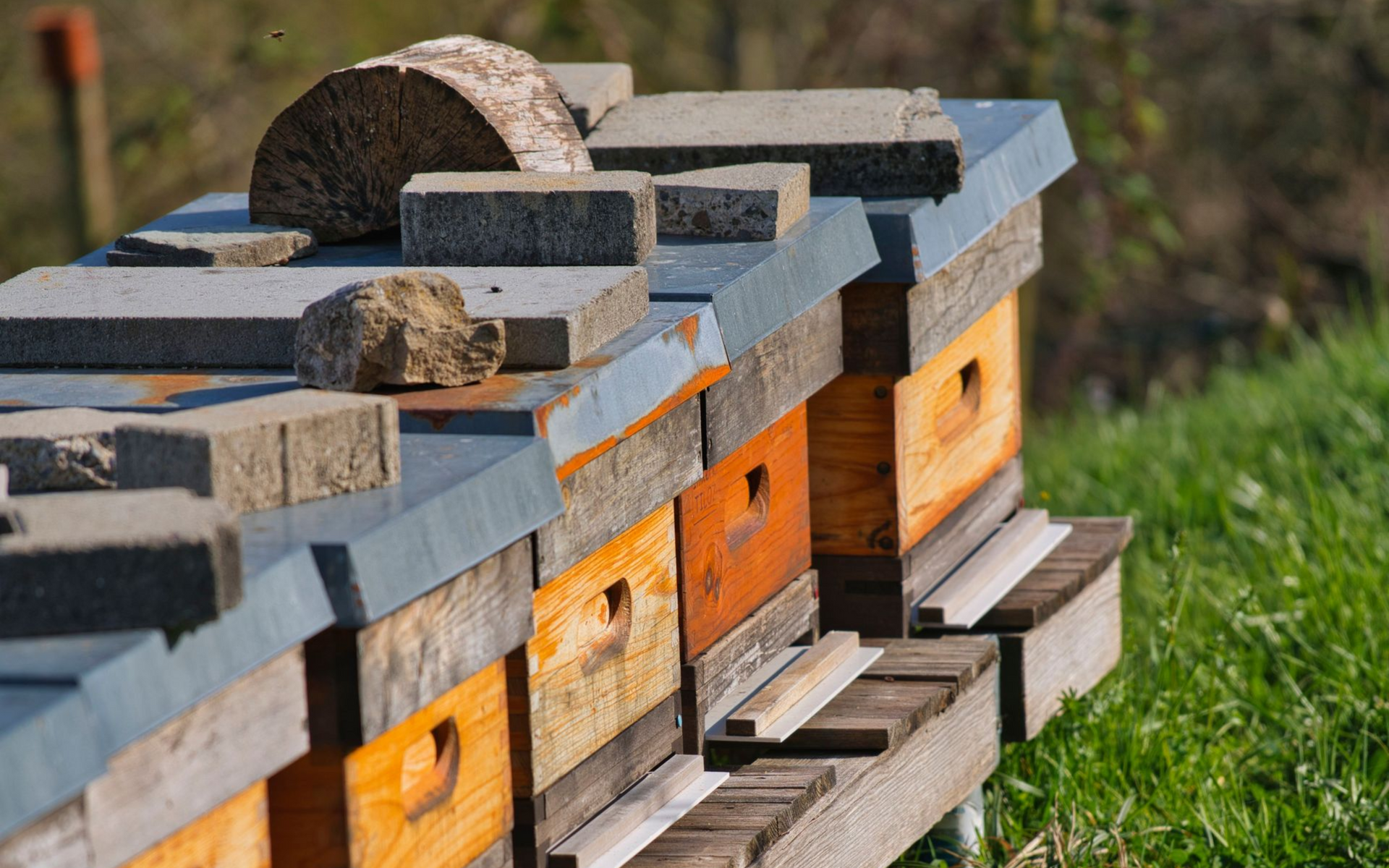 Ruches en bois empilées avec des couvercles gris et des façades orange dans un cadre extérieur herbeux