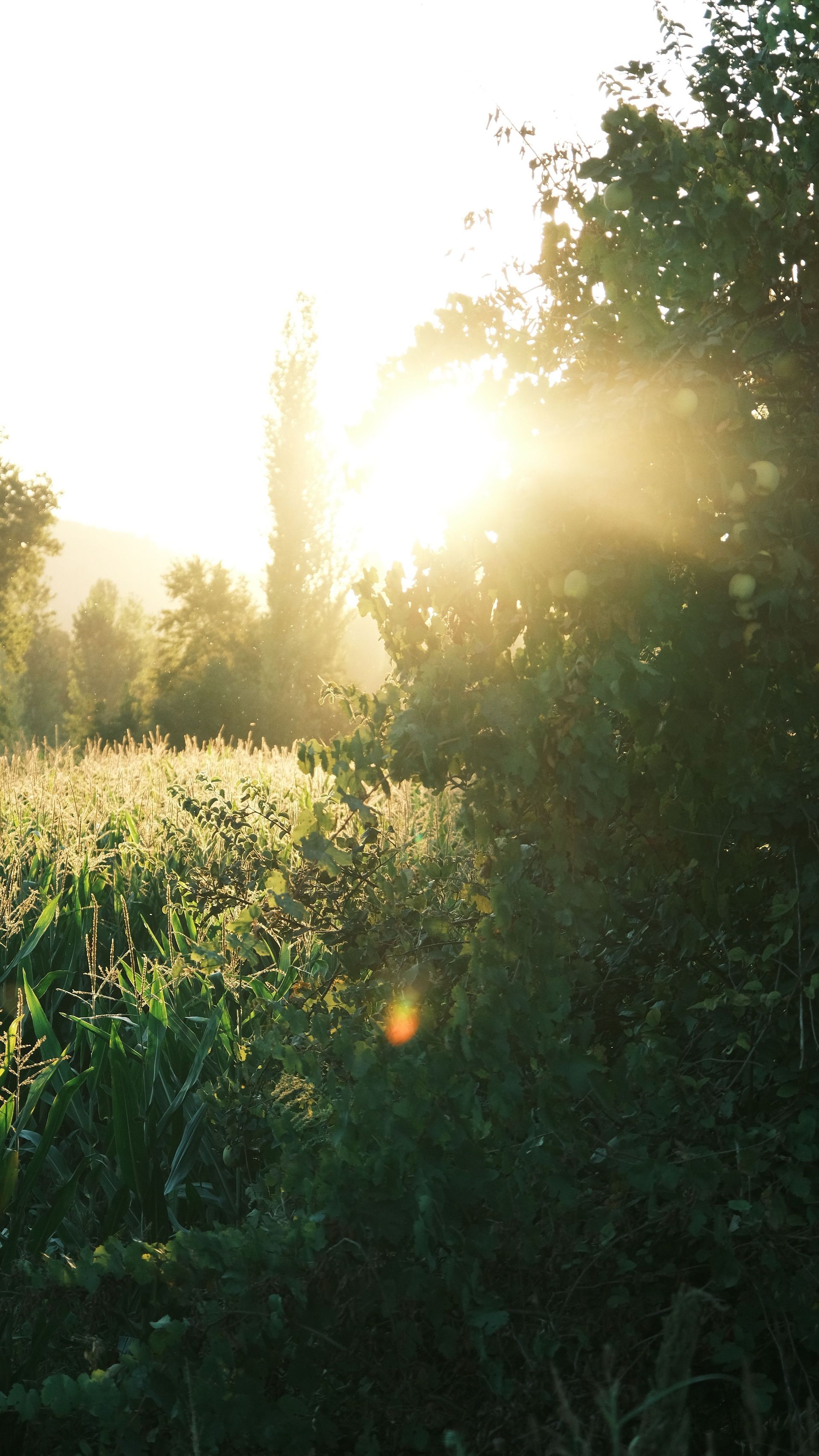 La lumière du soleil filtrant à travers les hautes herbes et les arbres d'une prairie verdoyante à l'aube