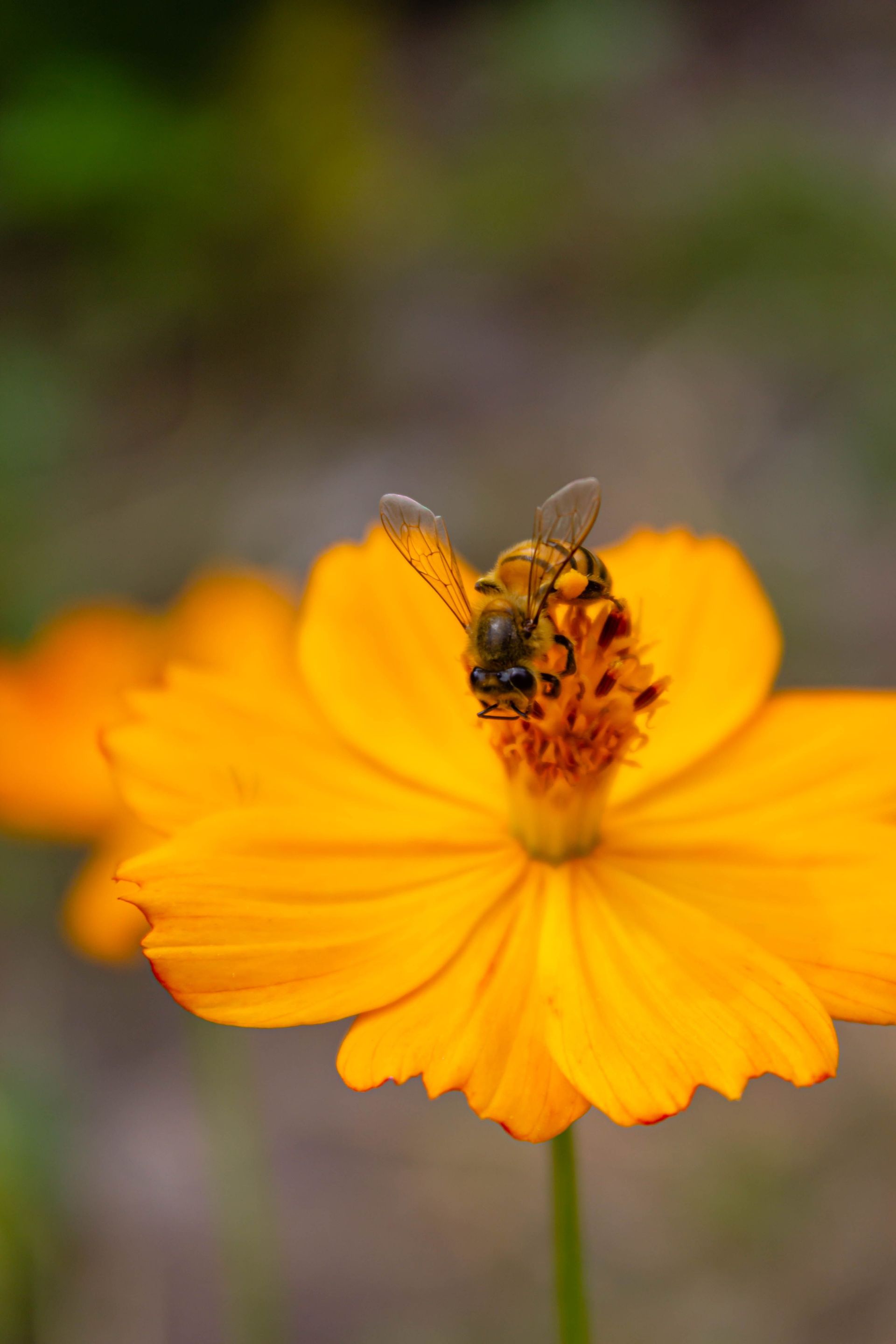 pollen orange
