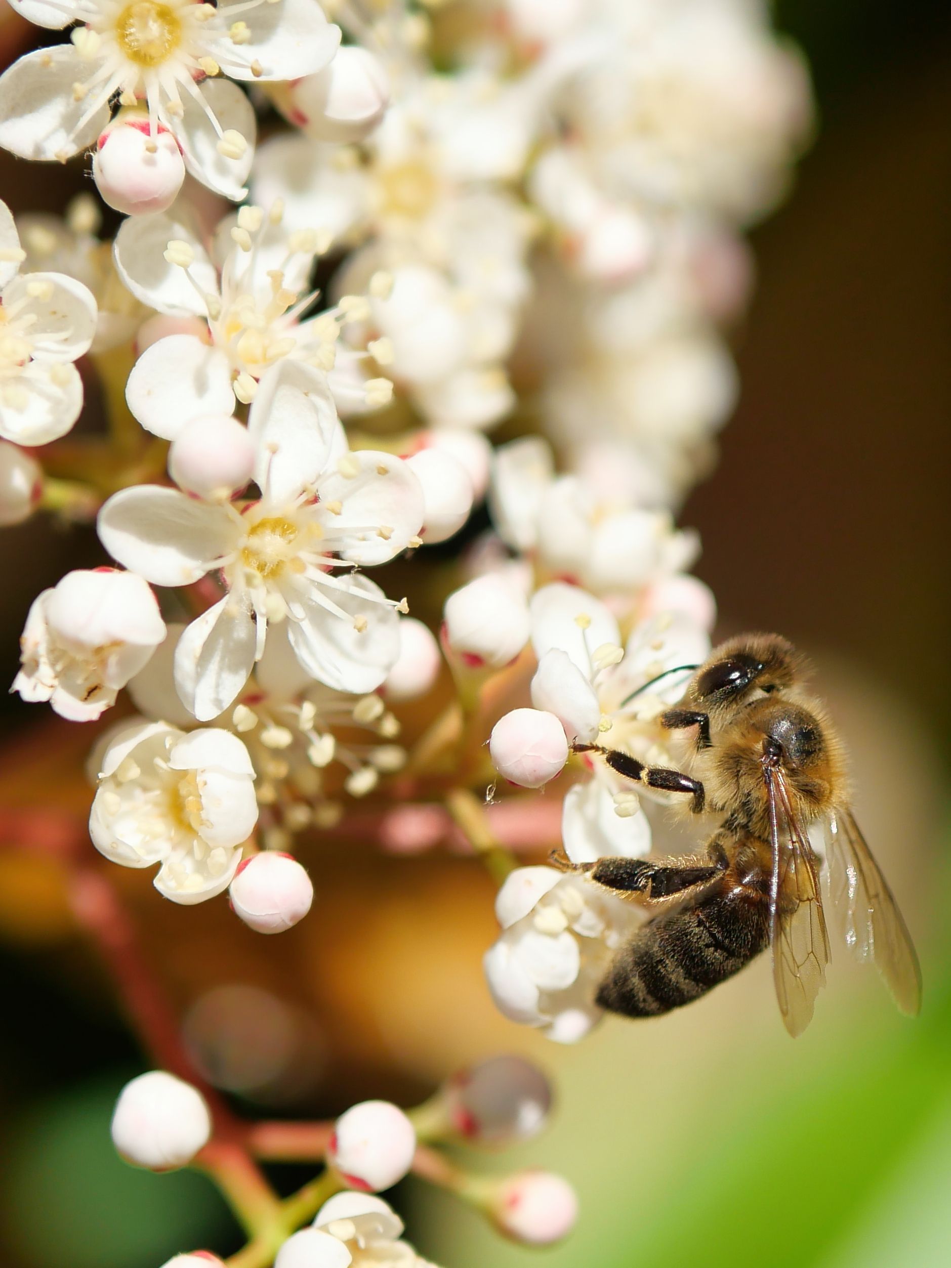 Une abeille butinant des fleurs blanches dans une scène de jardin en gros plan