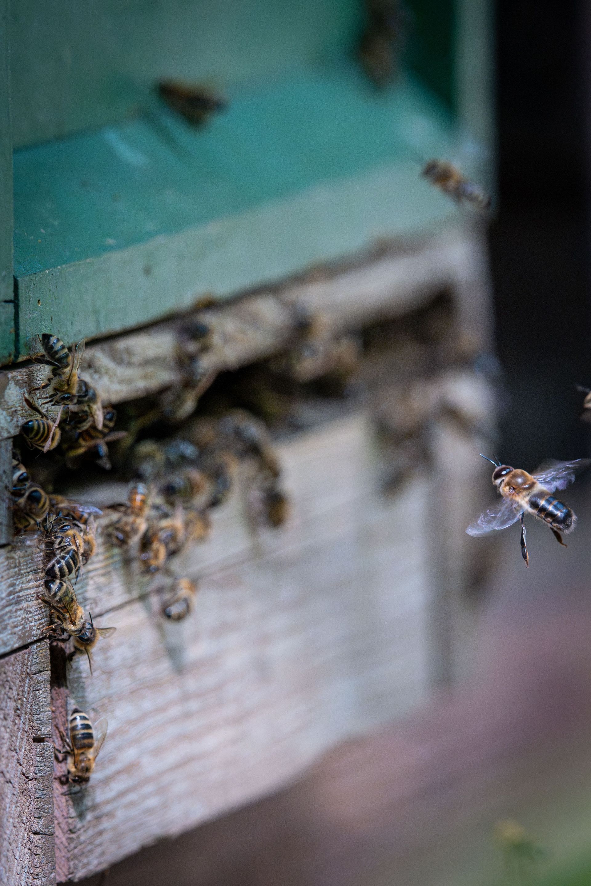Abeille à l'entrée de la ruche