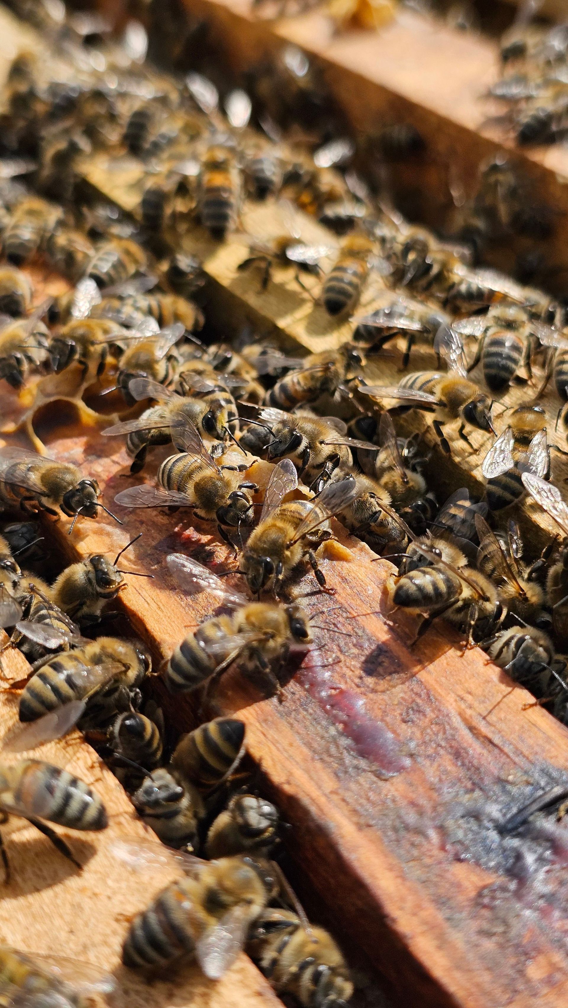 colonie d'abeilles