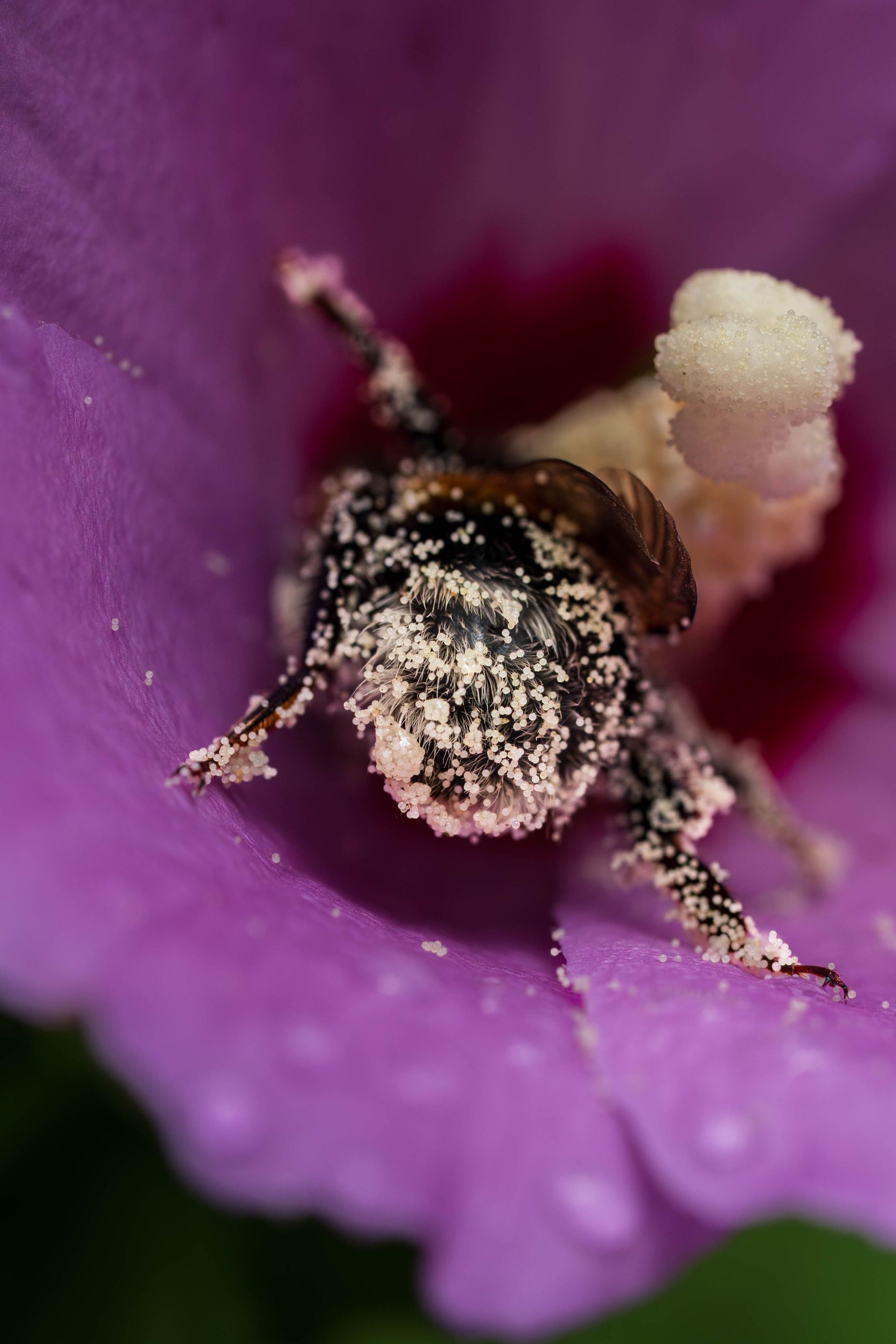 Abeille