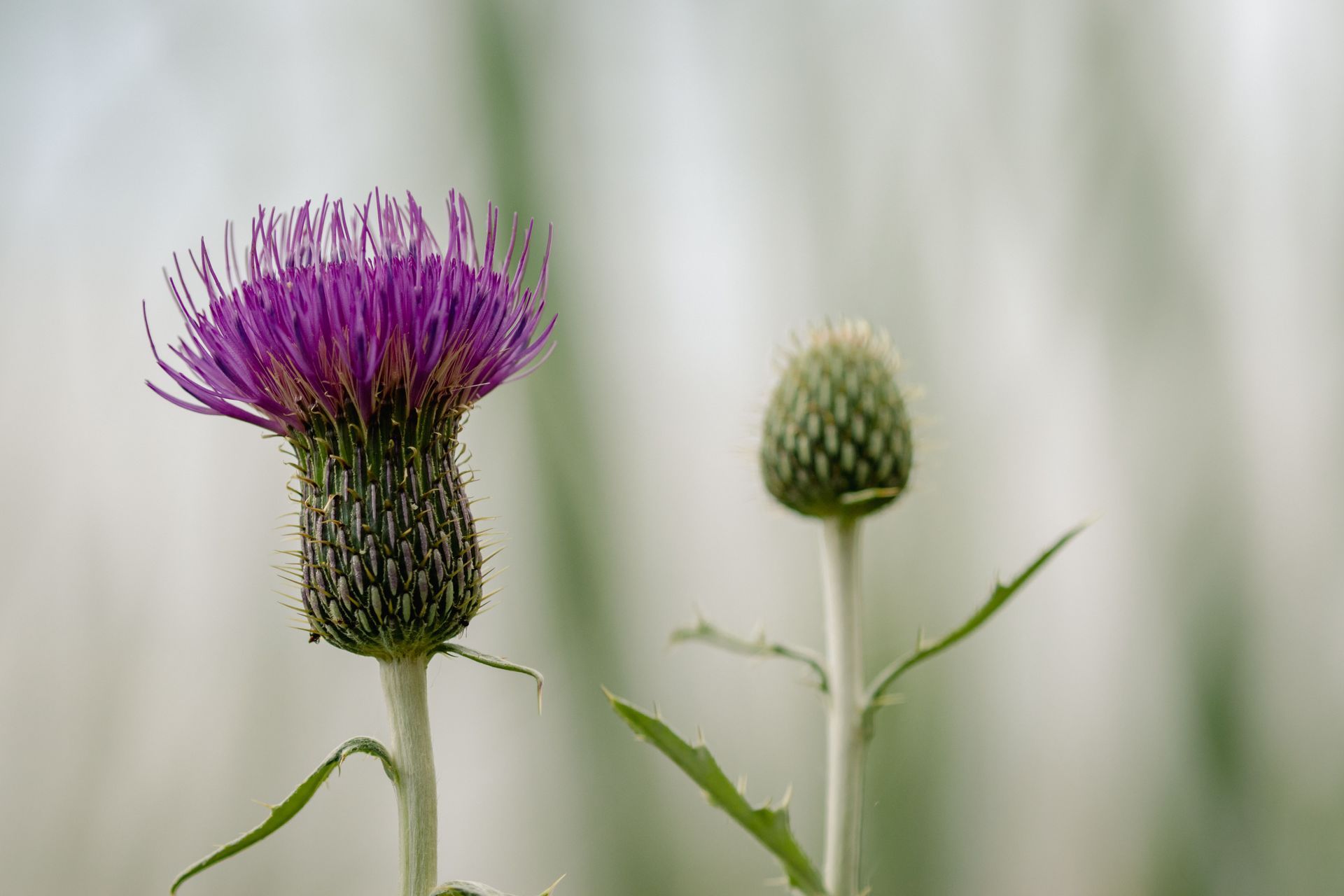 Une fleur de chardon pourpre fleurit à côté d'un bourgeon vert sur un fond flou et doux.