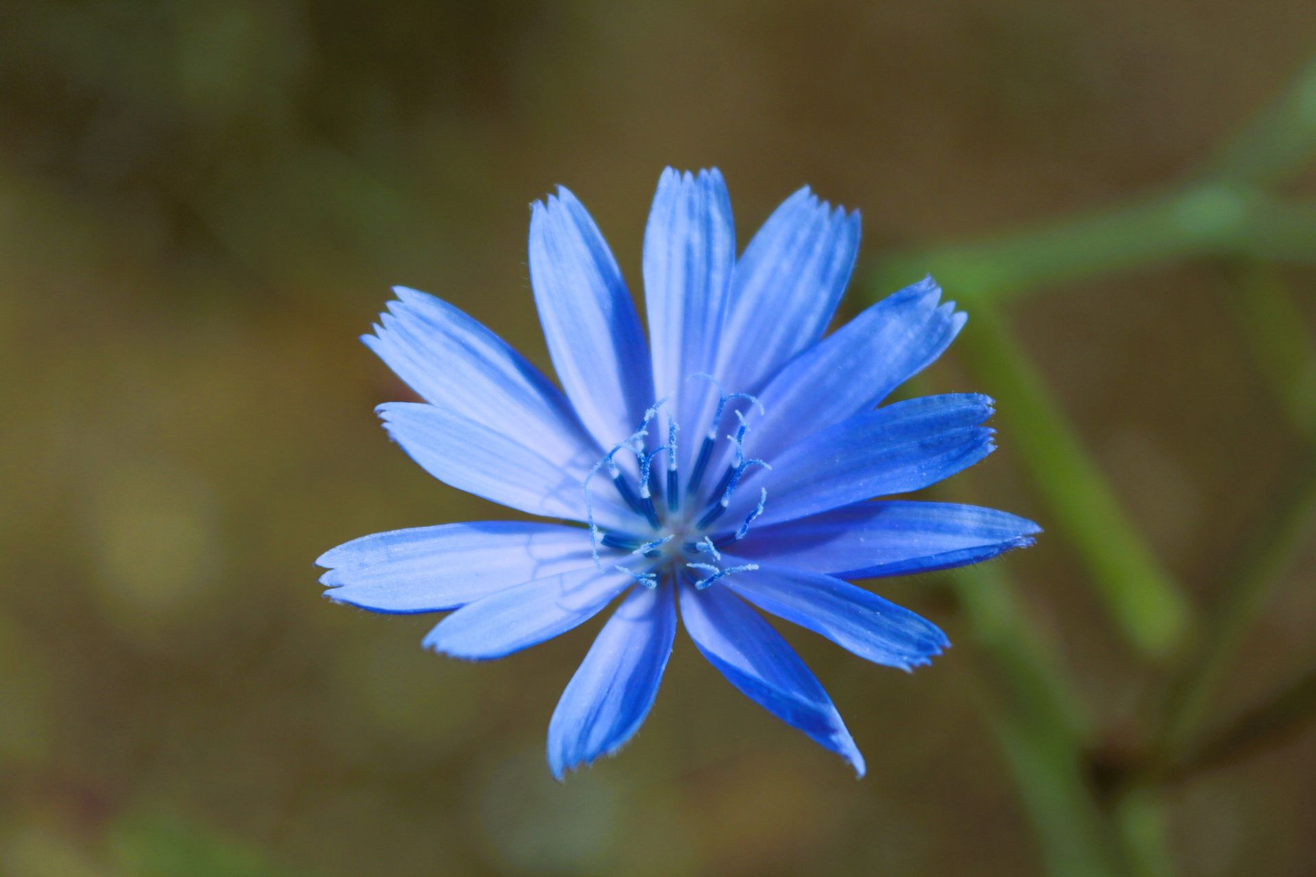 Fleur sauvage bleue aux pétales délicats sur un fond vert flou