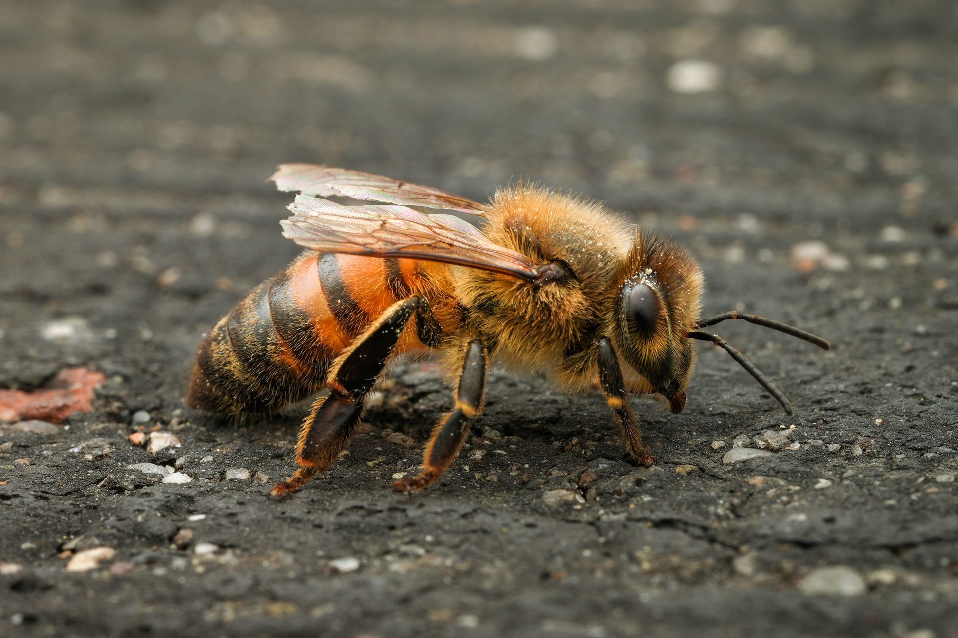 Abeille
