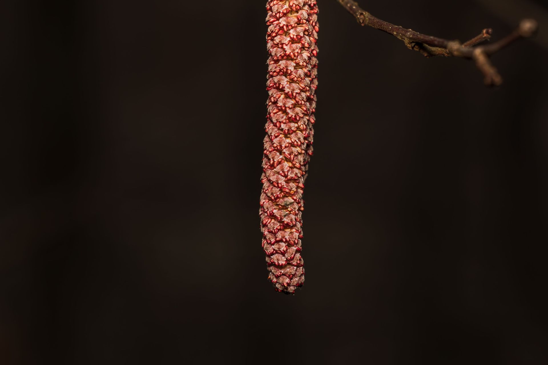 pollen brun