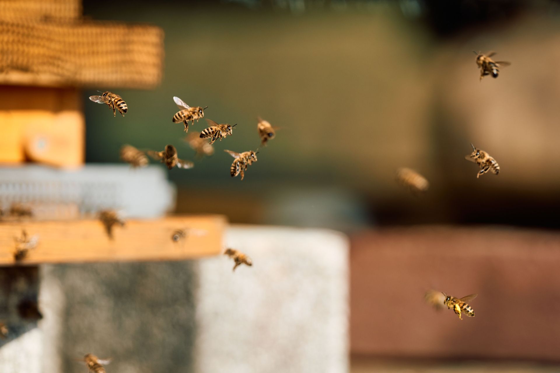 abeille en vol