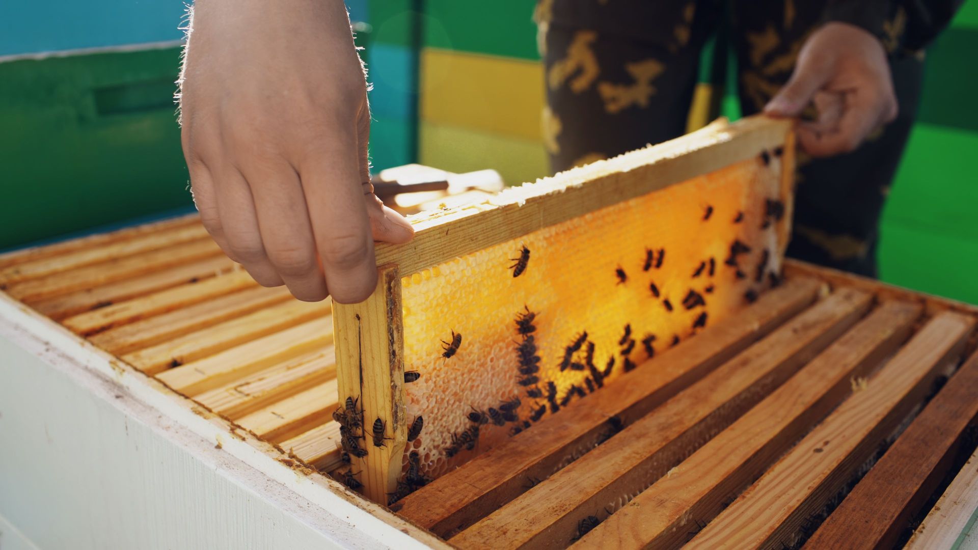Des mains inspectent un cadre de nid d'abeilles dans une ruche, avec des abeilles sur les rayons jaunes et les lattes de bois.