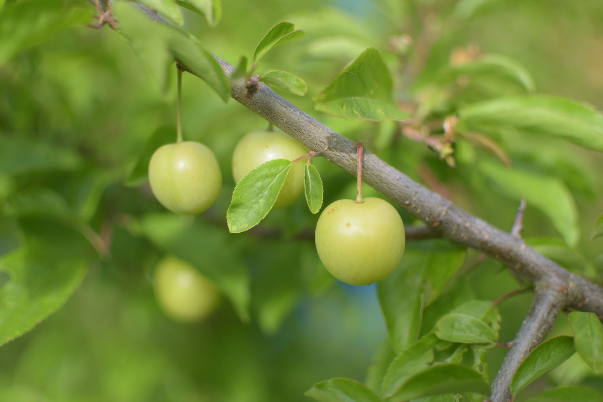 Des prunes vertes suspendues à une branche feuillue à l'extérieur