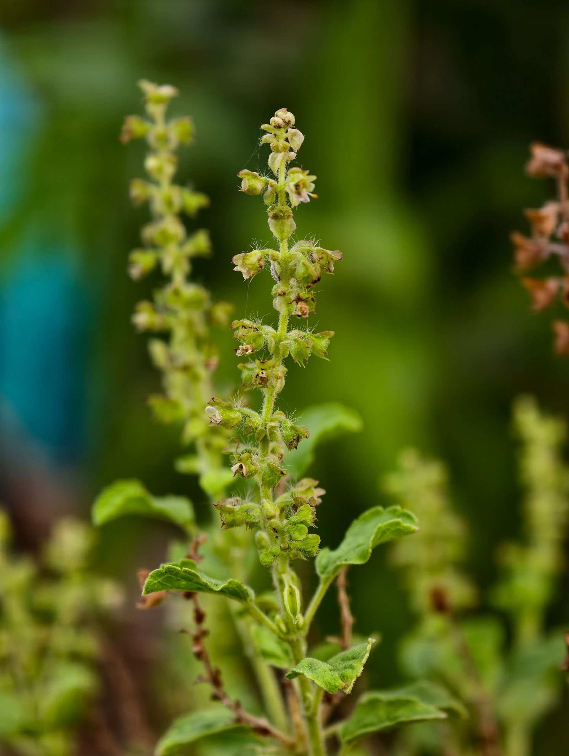 Gros plan d'une plante à fleurs verte aux hautes tiges et aux minuscules fleurs, sur fond de jardin flou.