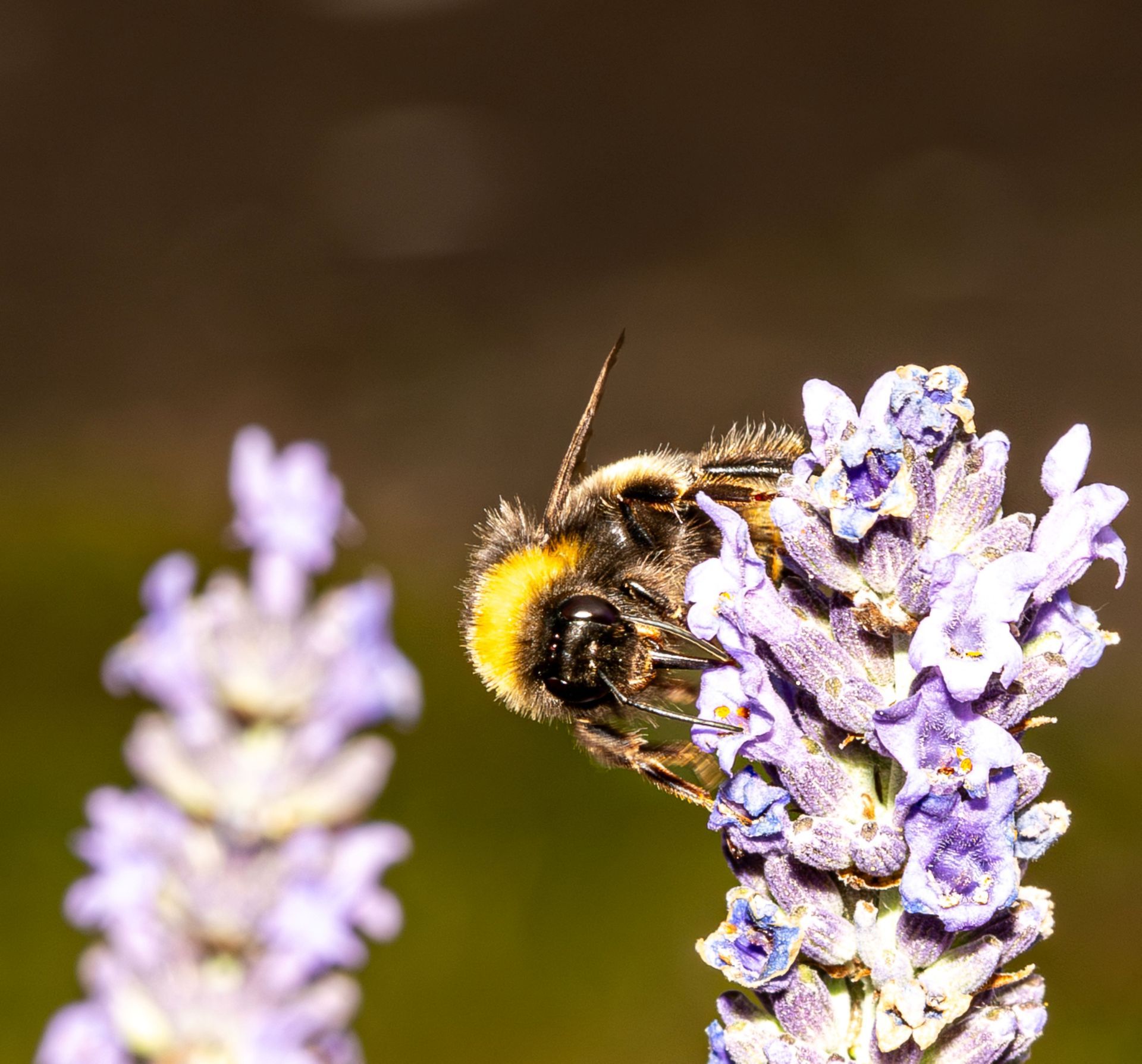 Butinage d'une abeille