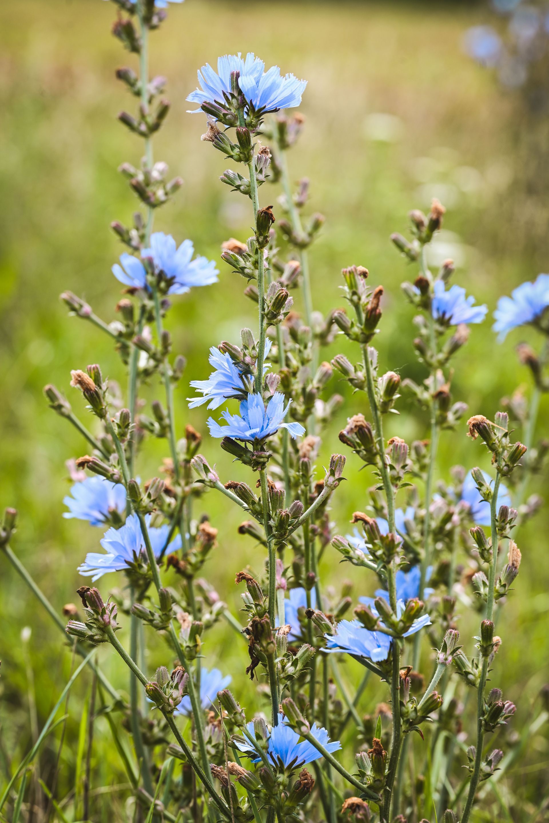 Fleurs bleues de chicorée sur de hautes tiges vertes dans un champ herbeux