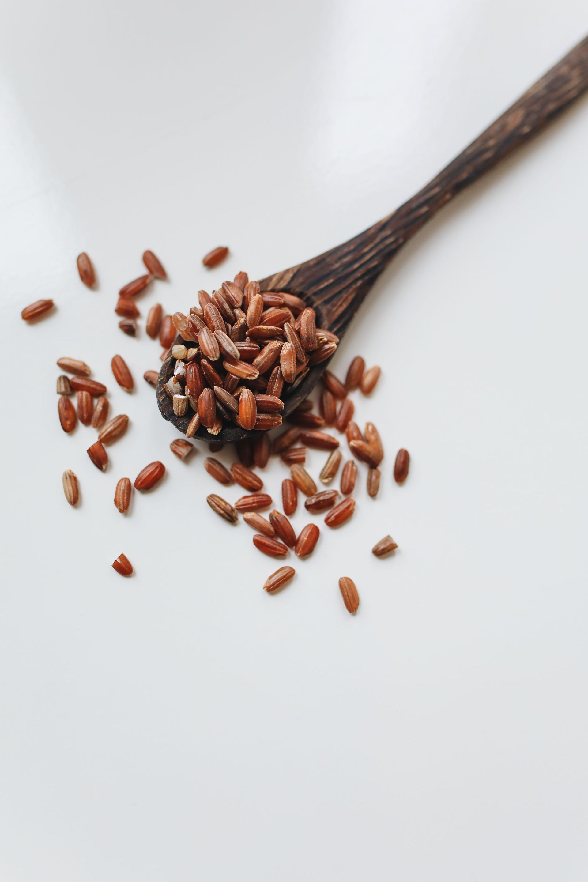 Levure de riz rouge fermenté Monascus purpureus