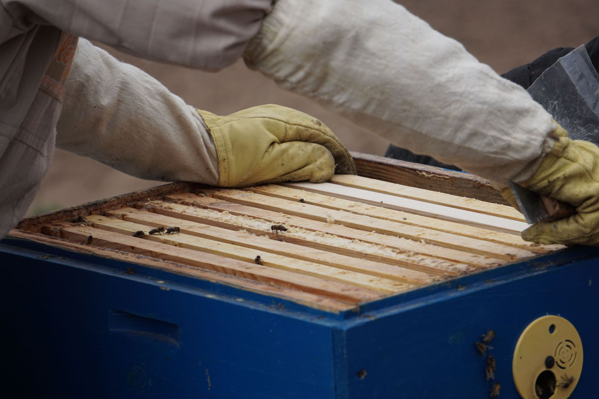 Apiculteur ganté inspectant les cadres de miel dans une ruche bleue