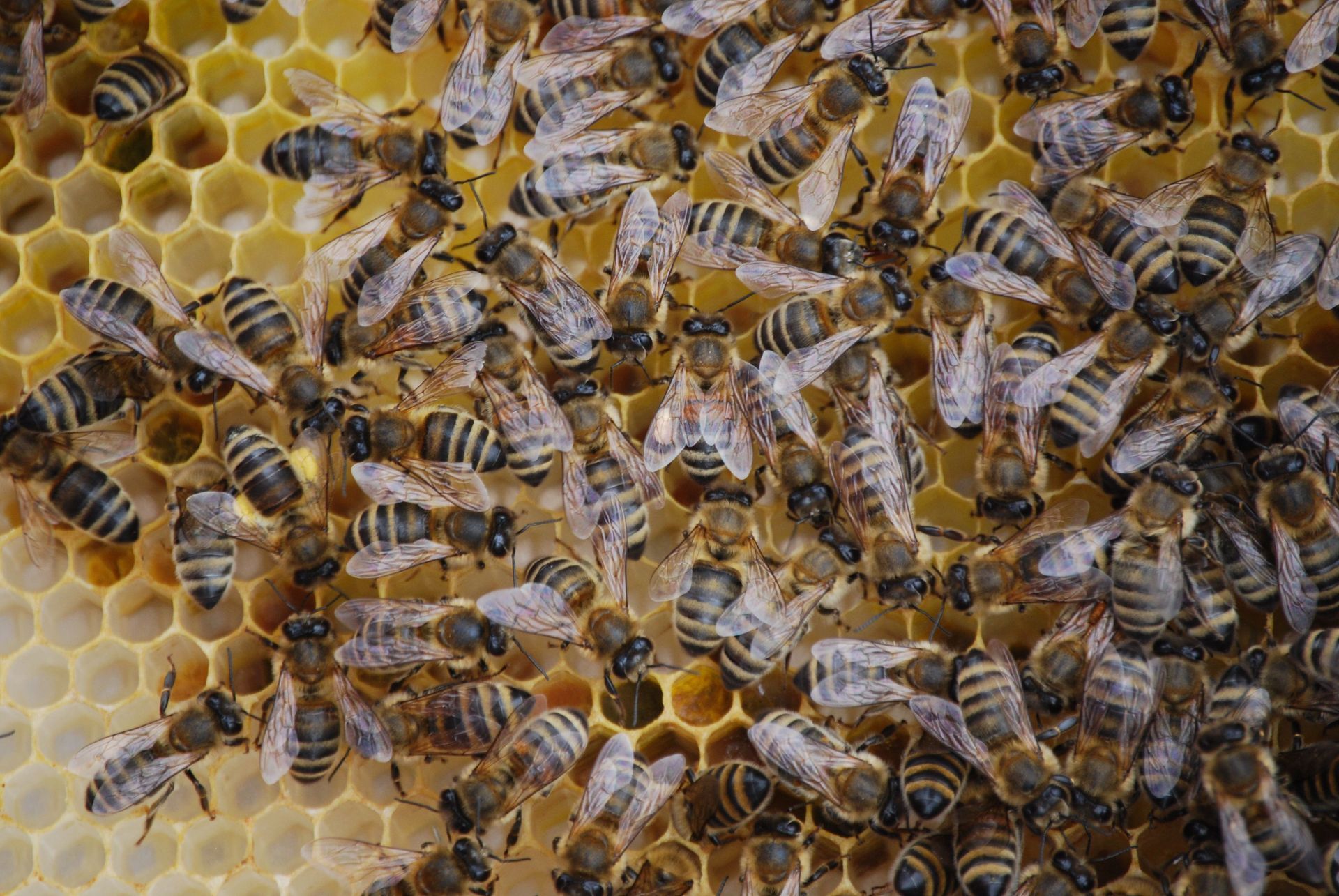 Un essaim d'abeilles recouvre un rayon de miel, laissant apparaître des alvéoles de cire dorée en dessous.