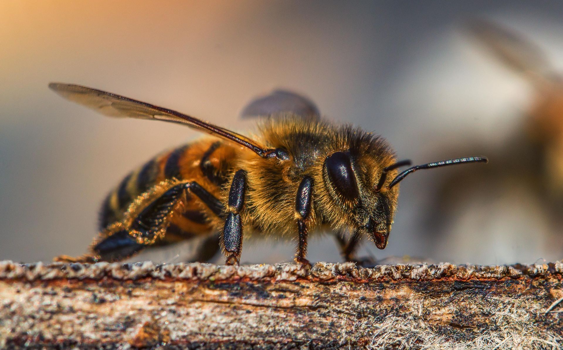 Abeille sur une écorce