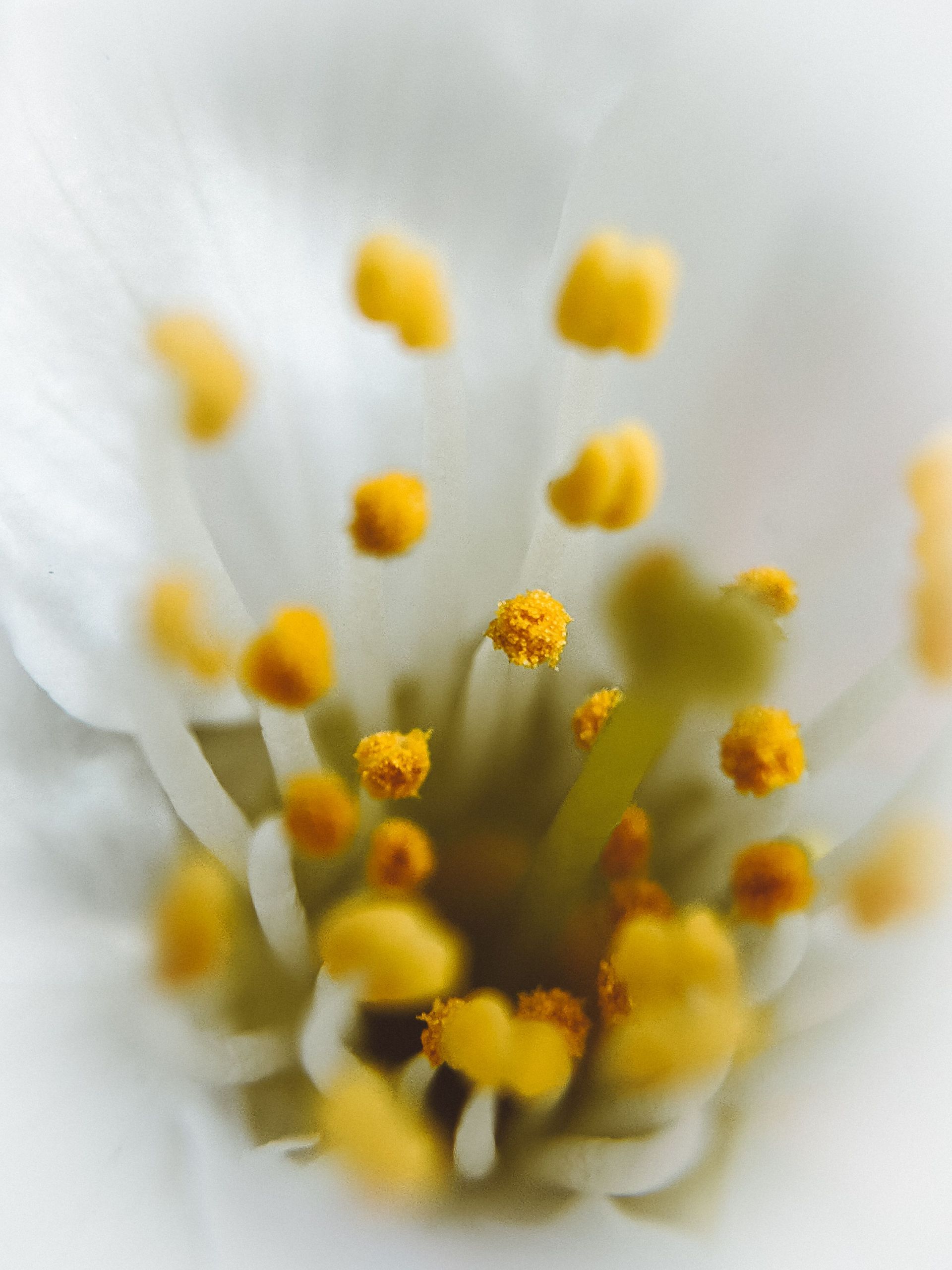 Pollen jaune