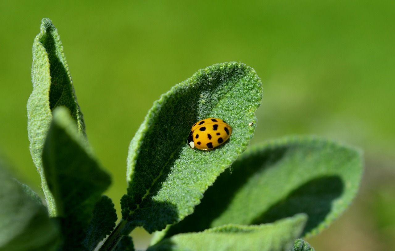sauge officinale naturelle