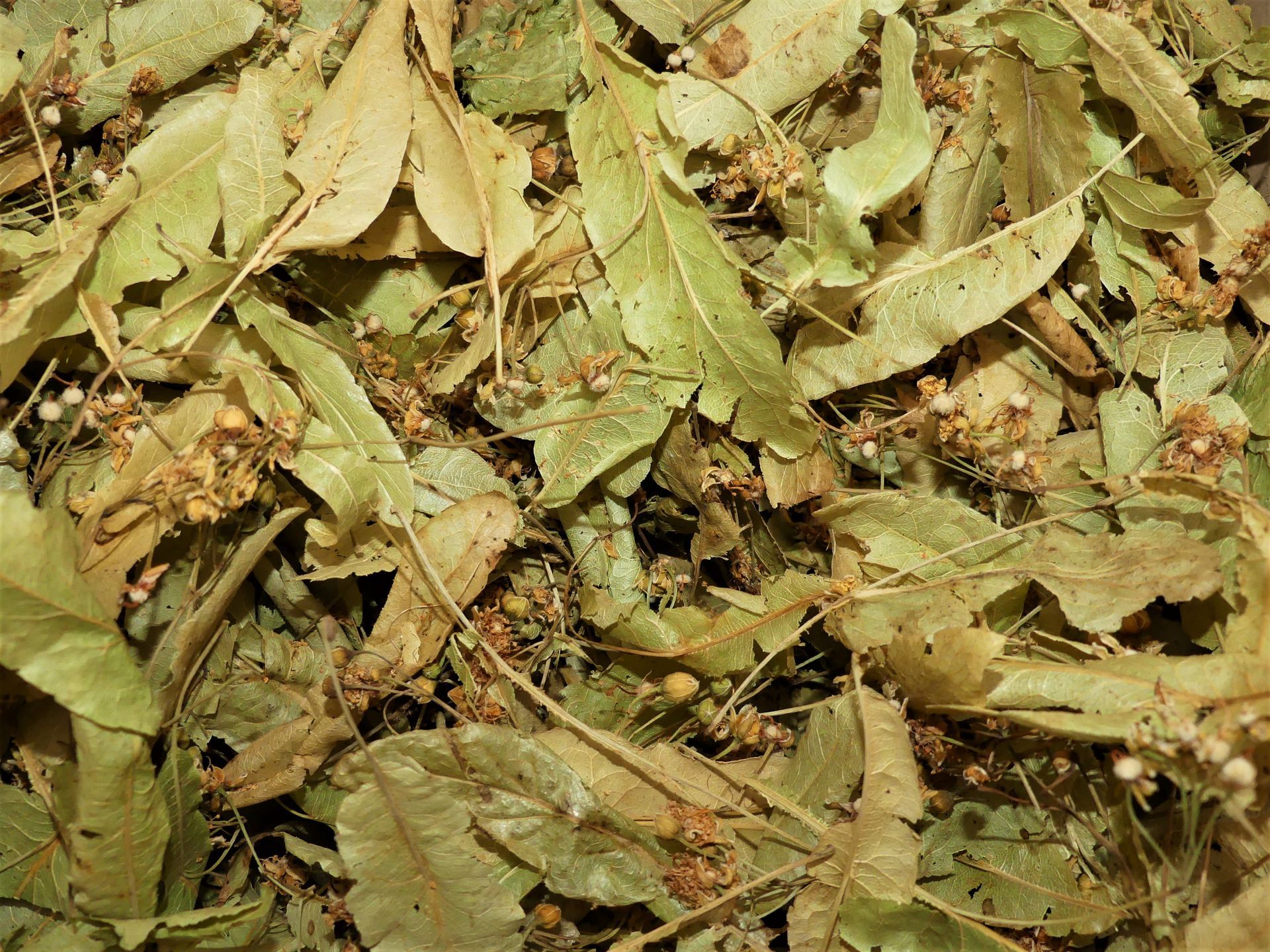 Un tas de feuilles vertes et brunes séchées, éparpillées sur le sol.