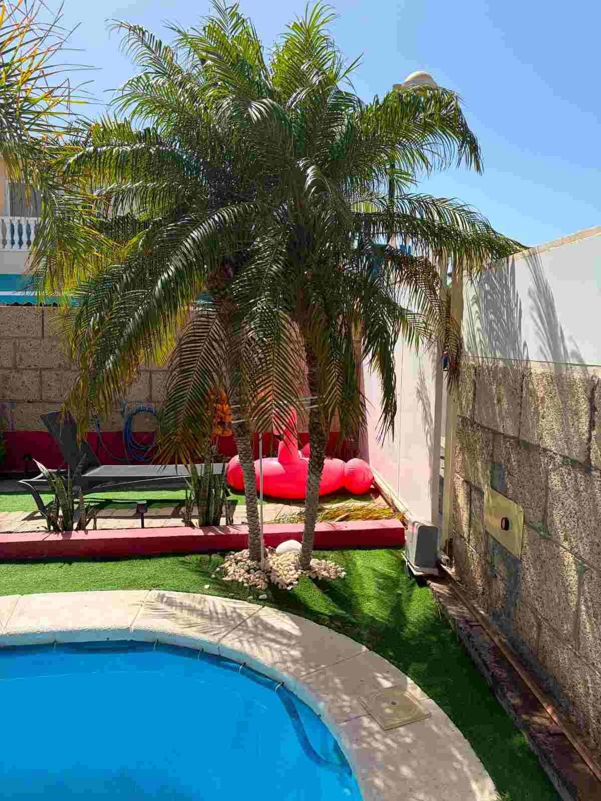 Piscina en el patio trasero con palmera, tumbonas rojas y césped verde bajo un cielo azul brillante.