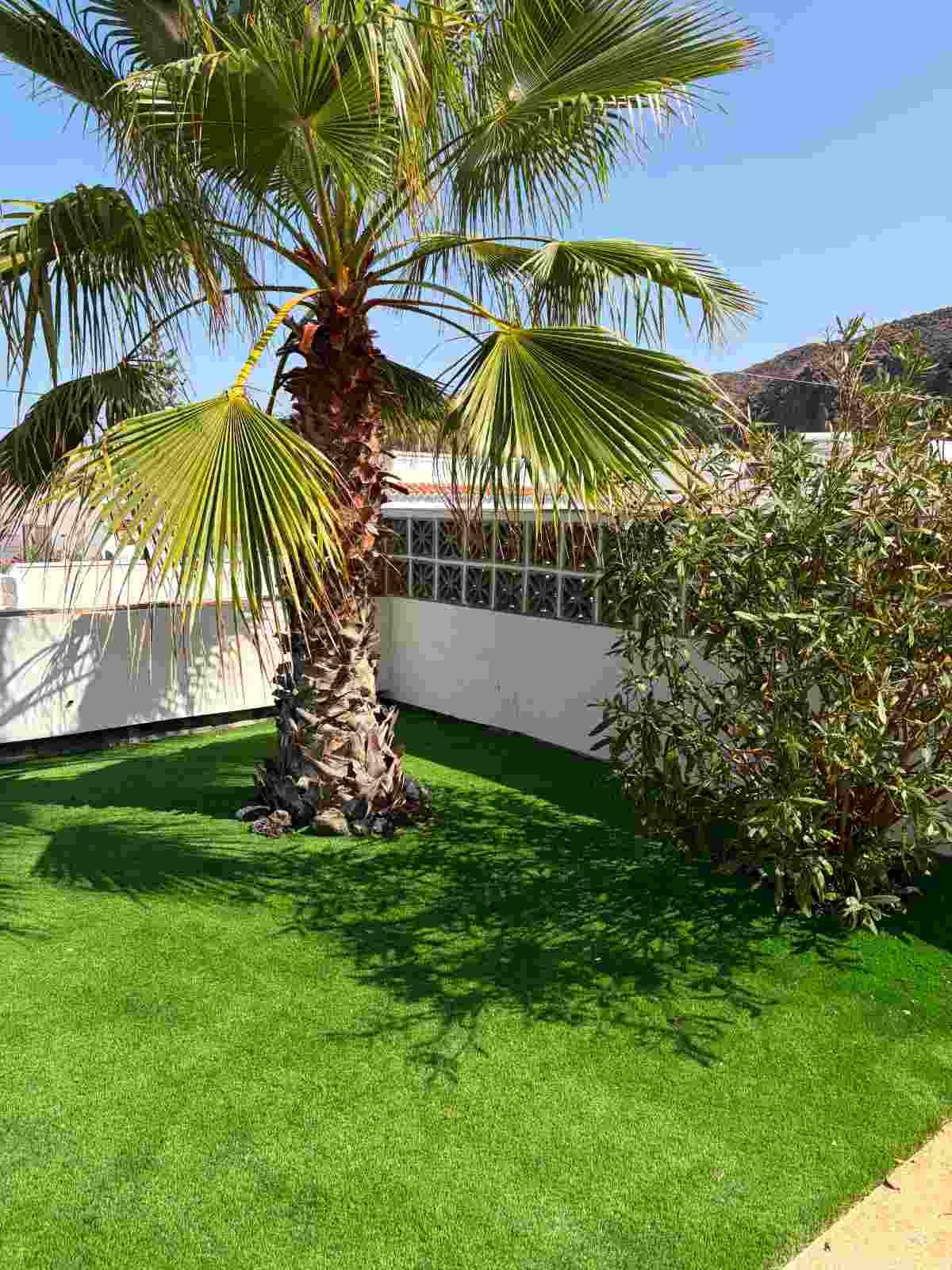 Palmera en un soleado jardín trasero verde con una pared blanca y arbustos.