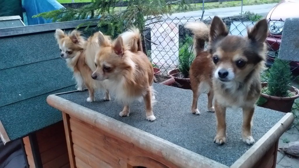 Katharina Jungen Ryter