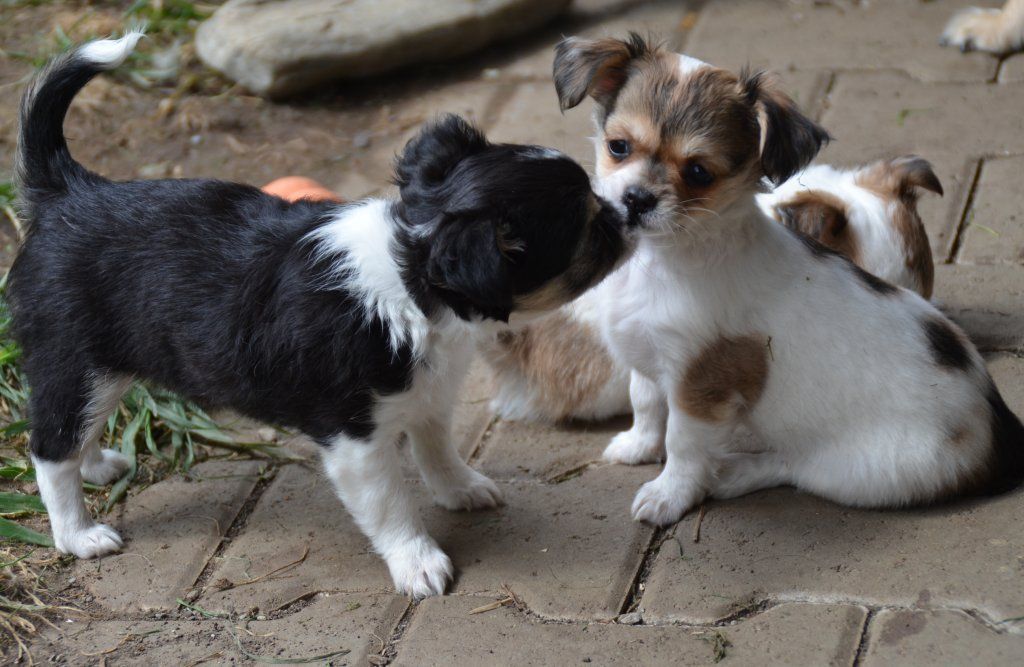 Katharina Jungen Ryter