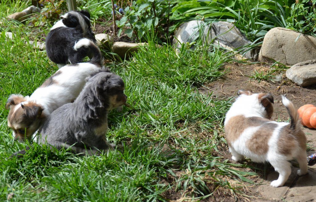 Katharina Jungen Ryter