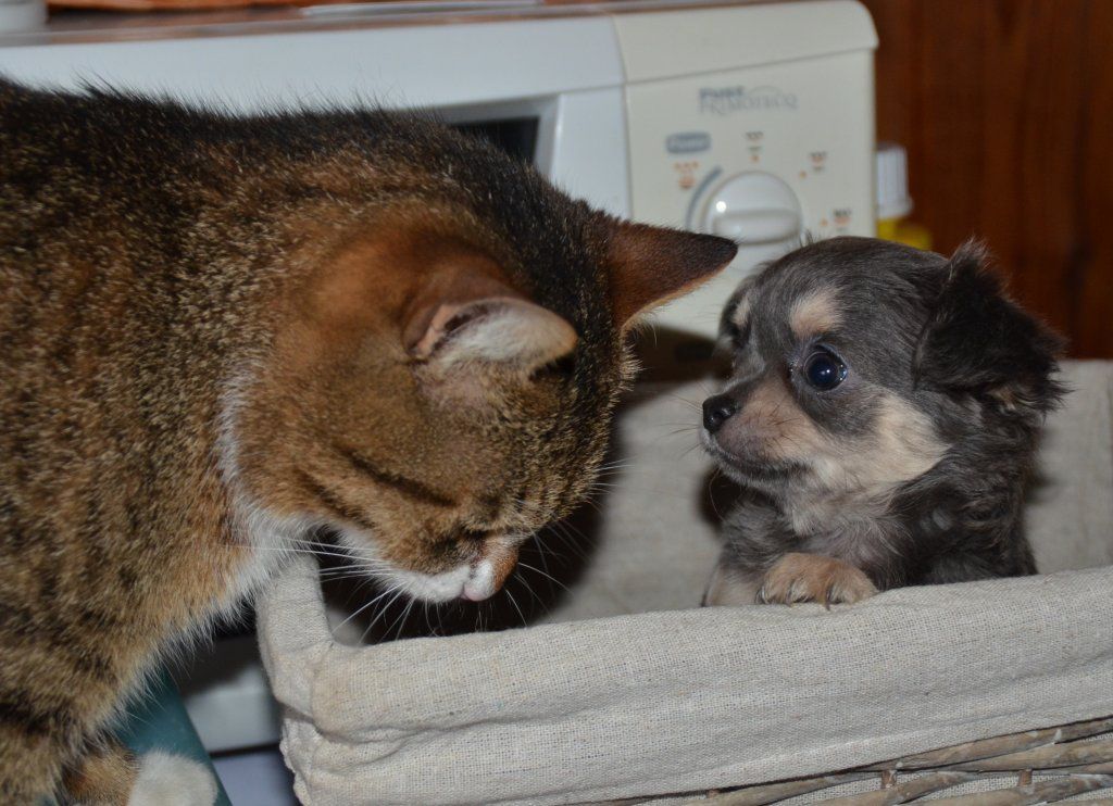 Katharina Jungen Ryter