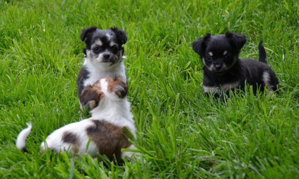 Katharina Jungen Ryter