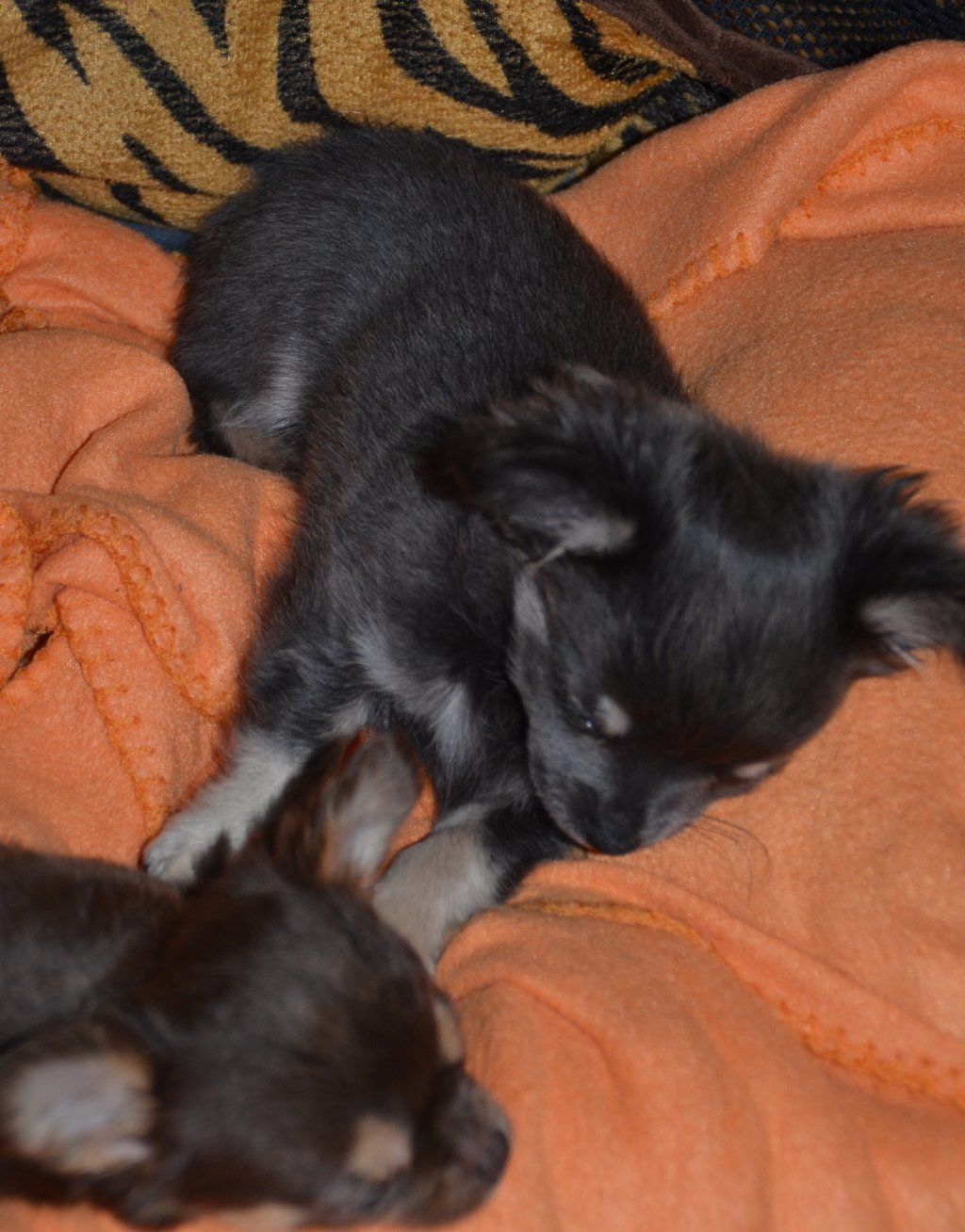 Katharina Jungen Ryter