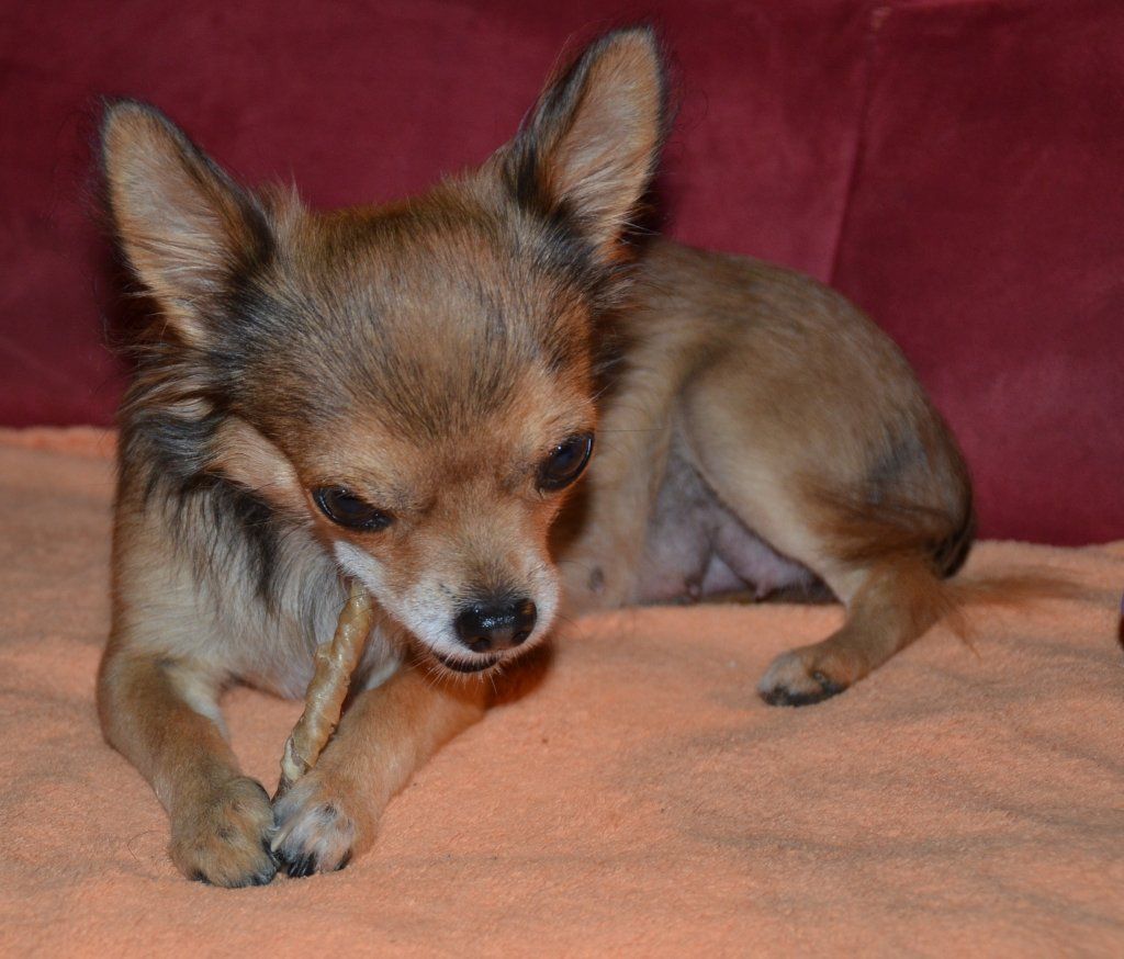 Katharina Jungen Ryter