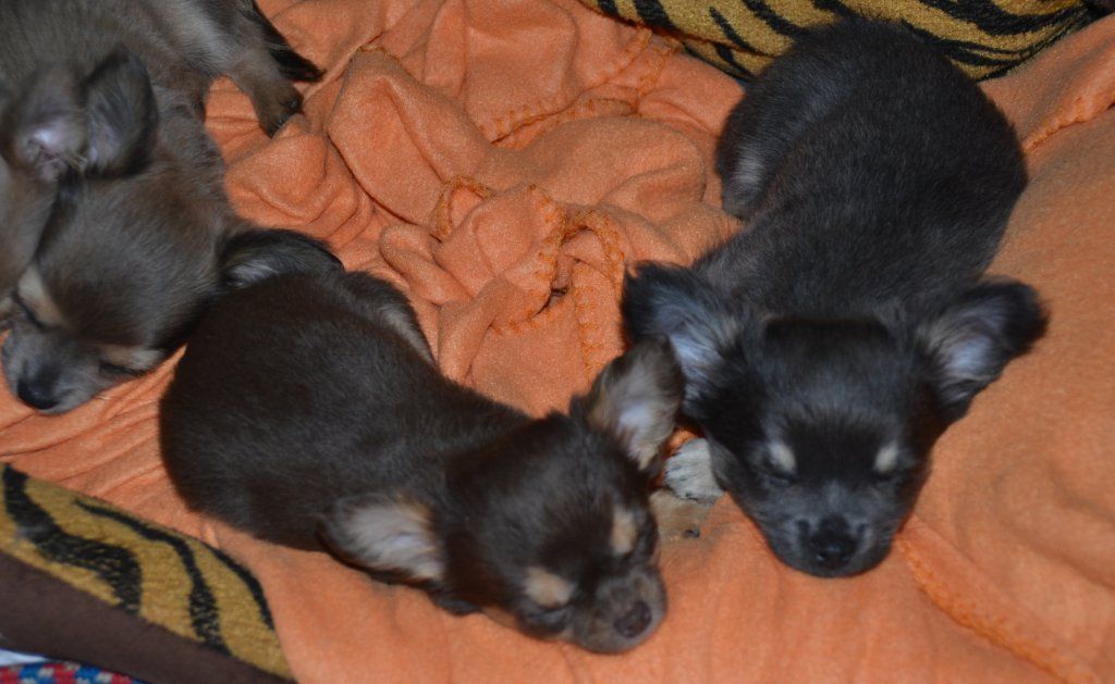 Katharina Jungen Ryter