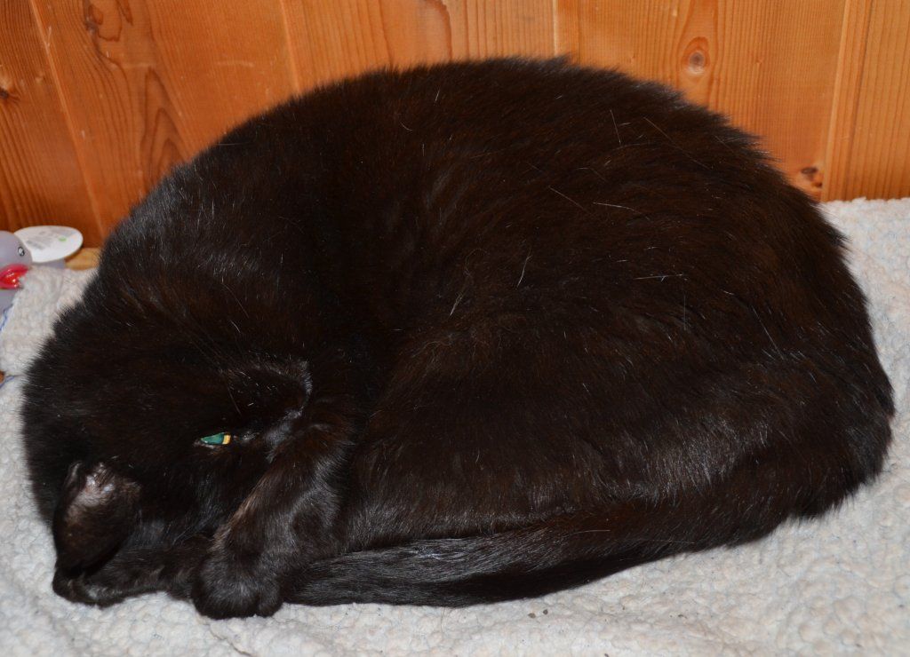 Katharina Jungen Ryter