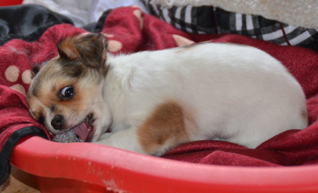 Katharina Jungen Ryter