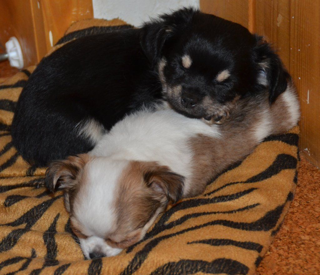 Katharina Jungen Ryter