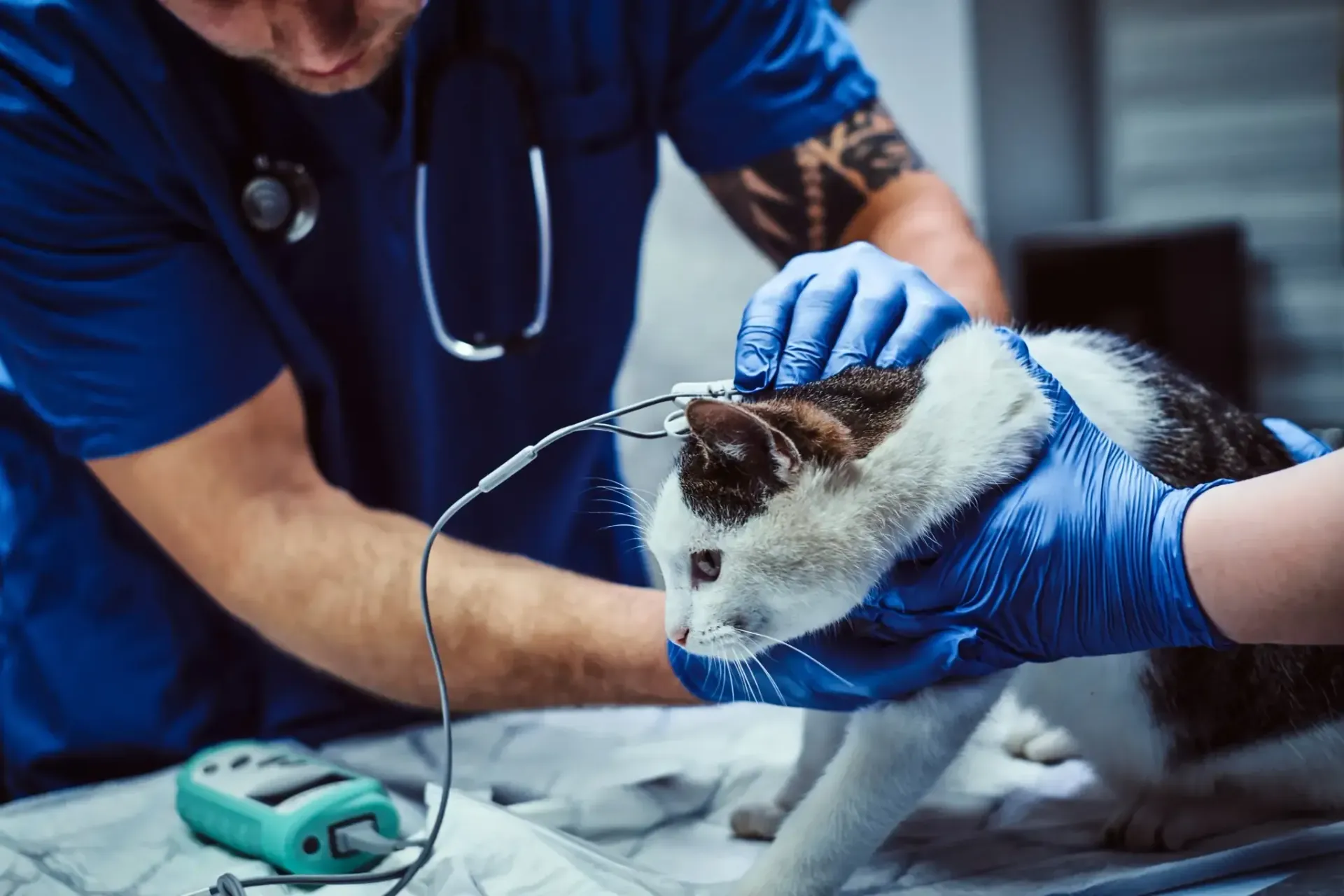 Un veterinario con bata azul examina a un gato con cables conectados.