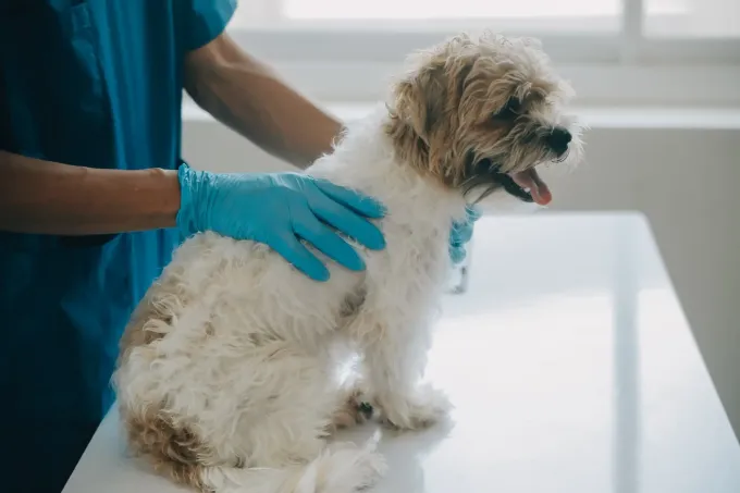 Un perro está siendo examinado por una persona que lleva guantes azules y bata quirúrgica en un entorno médico.