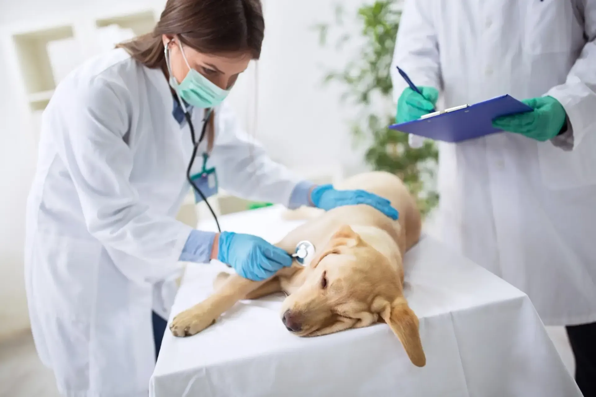Un veterinario examina a un labrador amarillo con un estetoscopio. Otro veterinario toma notas.