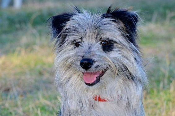 Yarouna (Berger des Pyrénees)