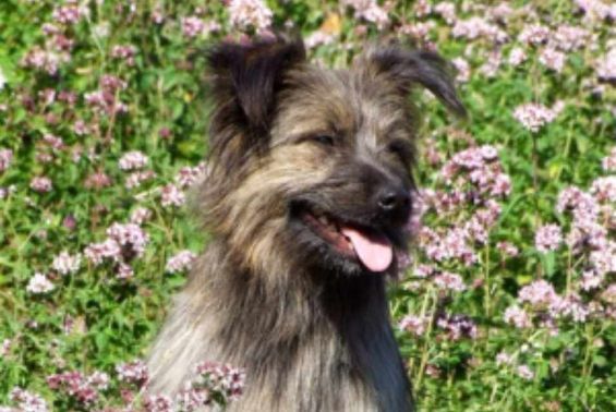 Yusra (Berger des Pyrénees)