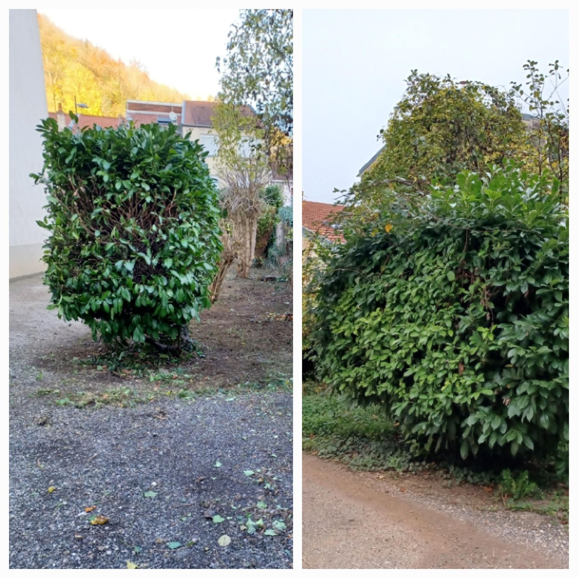 Deux images : un buisson vert taillé à gauche, un buisson vert non taillé à droite, devant des bâtiments.